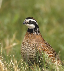 bobwhite qual