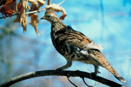 Ruffed Grouse