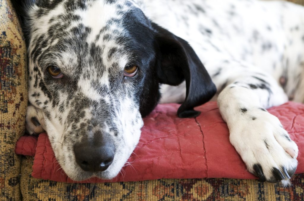 can a blockage cause pancreatitis in dogs