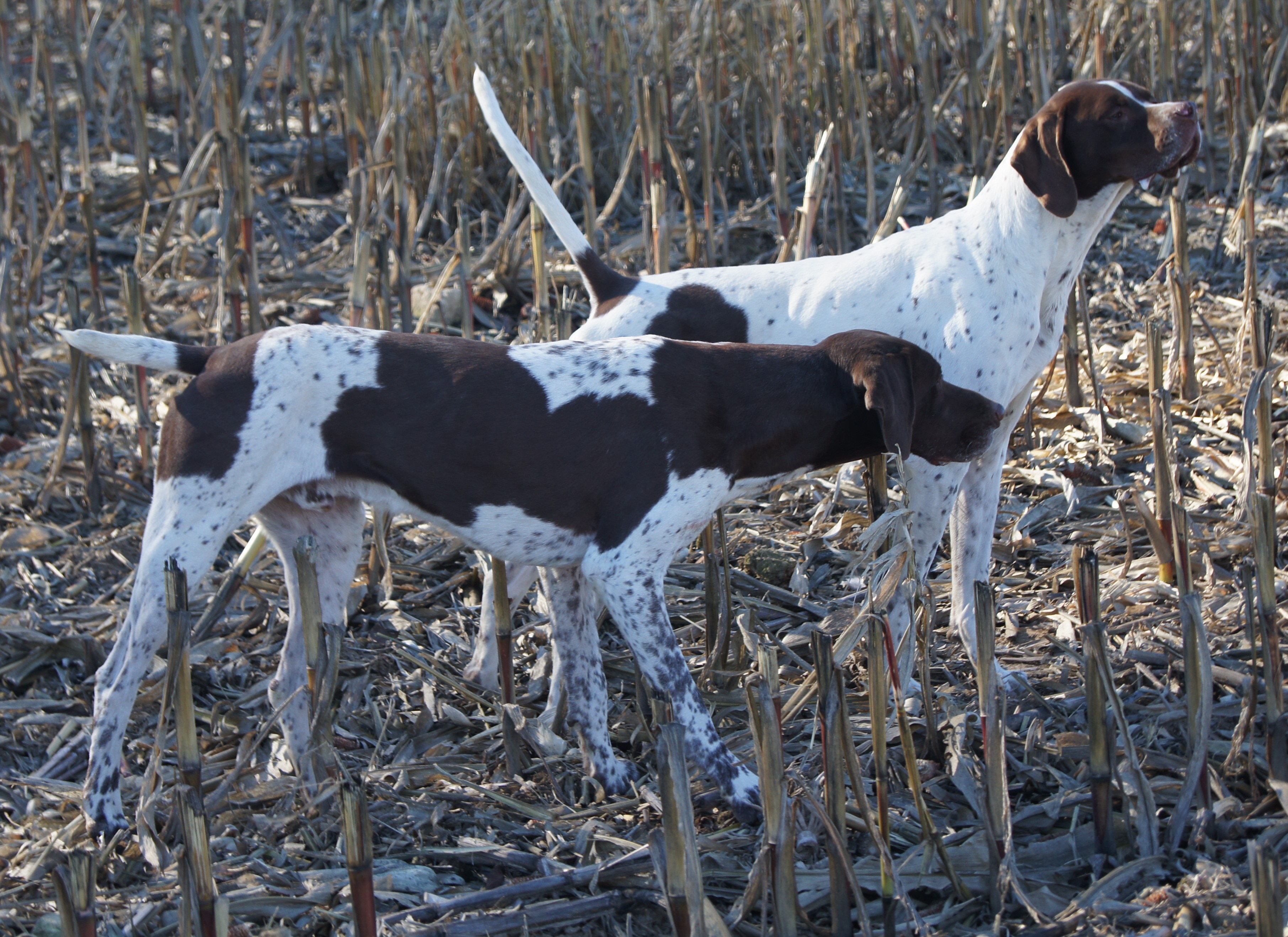 pointers hunting