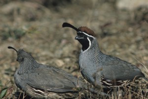 desert quail hunting