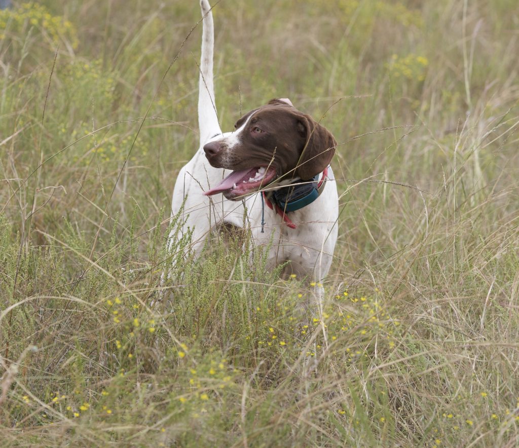 Akc pointing hunt store test schedule 2019