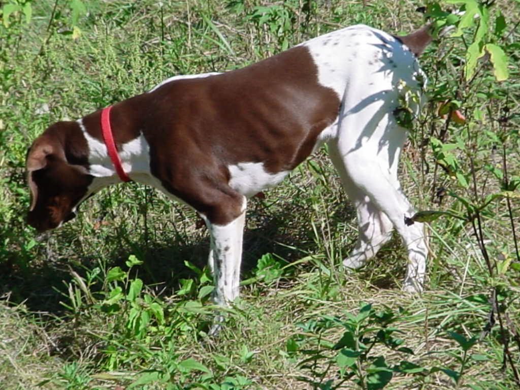 Back to Basics Blinking Pointing Dog