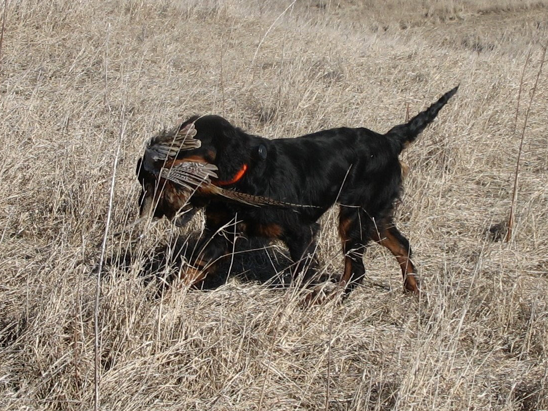 can a rottweiler be a hunting dog