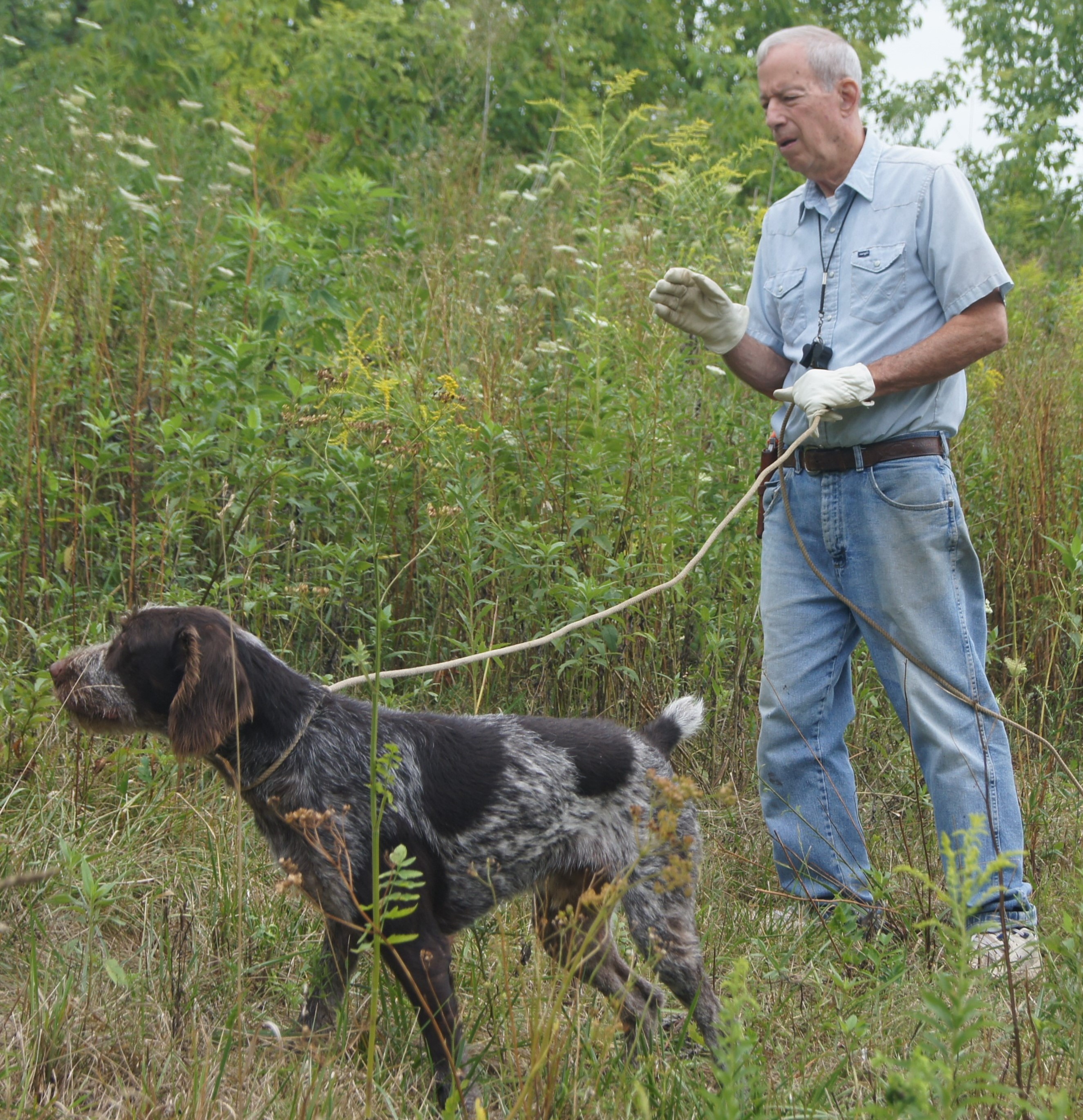 thegermanwirehairpointerhasashortwirycoatandundercoat