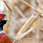 Update: 2024 Upland Gamebird Hunting Forecast