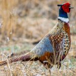 2025 Upland Gamebird Forecast: Email Update