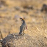 A Primer of Tips and Tactics for Hunting Arizona Quail