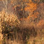 2026 Upland Gamebird Hunting Forecast