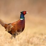 Fall Update: 2026 Upland Gamebird Hunting Forecast