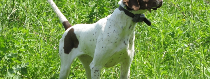 Pointer 2024 size dog